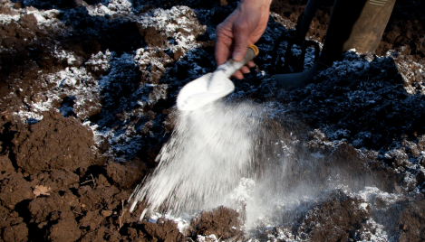 Lime powder sprinkled on garden